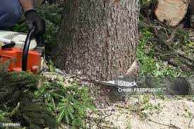 Best Storm Damage Tree Cleanup  in West Salem, OH