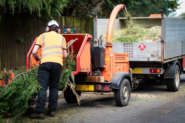Best Arborist Consultation Services  in West Salem, OH