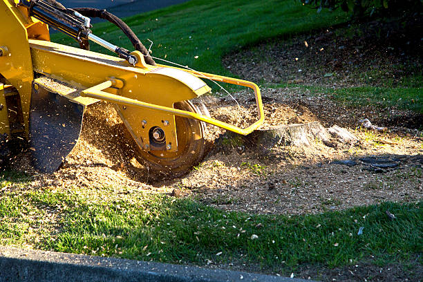 Best Tree and Shrub Care  in West Salem, OH
