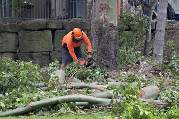 Best Tree Cabling and Bracing  in West Salem, OH